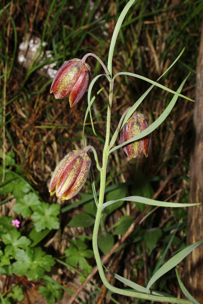 Fritillaria montana Hoppe